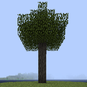 Дерево клена.png